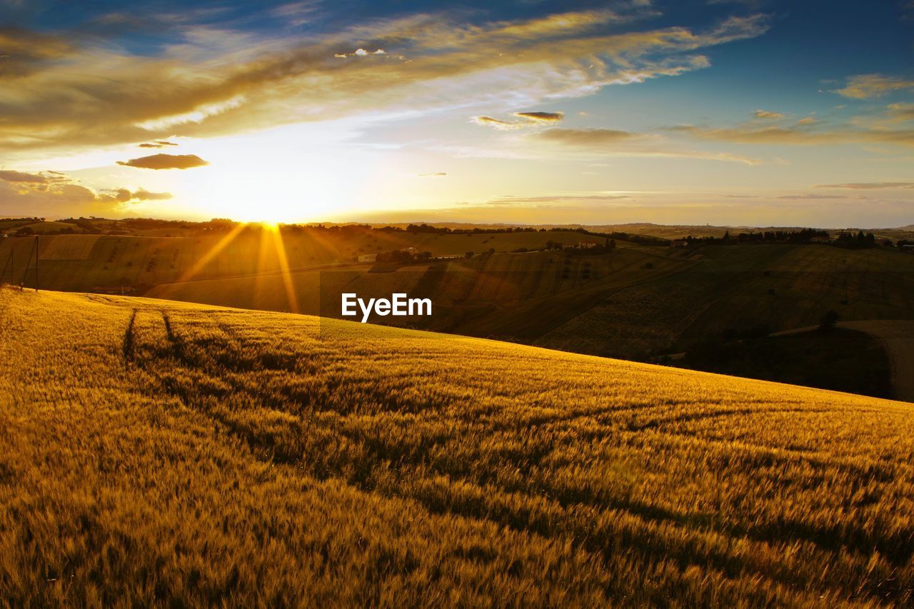 Sun shining over wheat fields