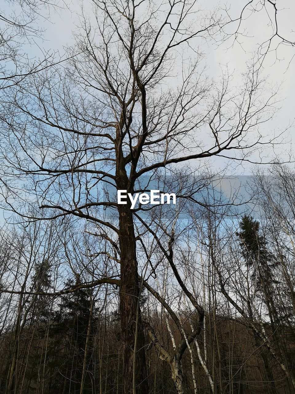 LOW ANGLE VIEW OF BARE TREES IN FOREST
