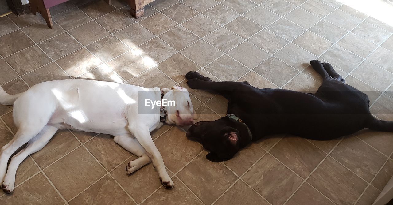 HIGH ANGLE VIEW OF DOGS RESTING ON TILED FLOOR