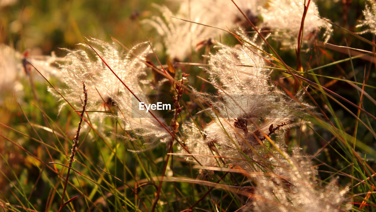 Close-up of dry grass