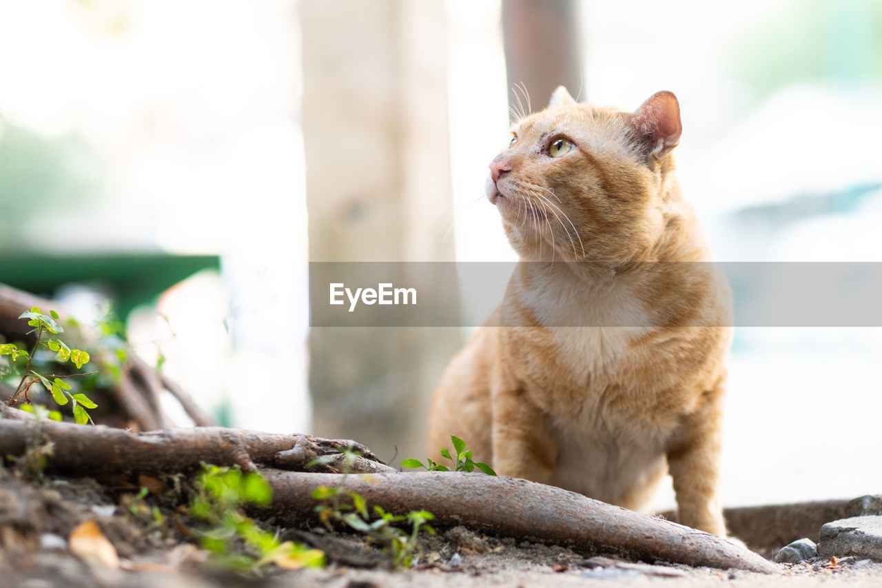 Close-up of cat looking away