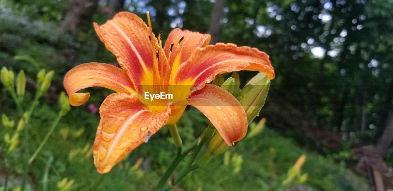 CLOSE-UP OF ORANGE LILY PLANT