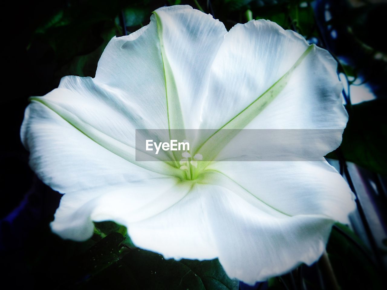 CLOSE-UP OF WHITE ROSE