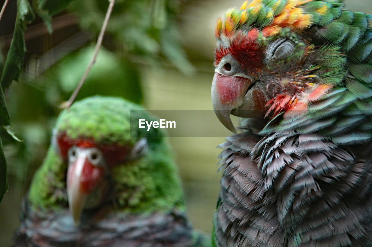 CLOSE-UP OF PARROT IN A ZOO