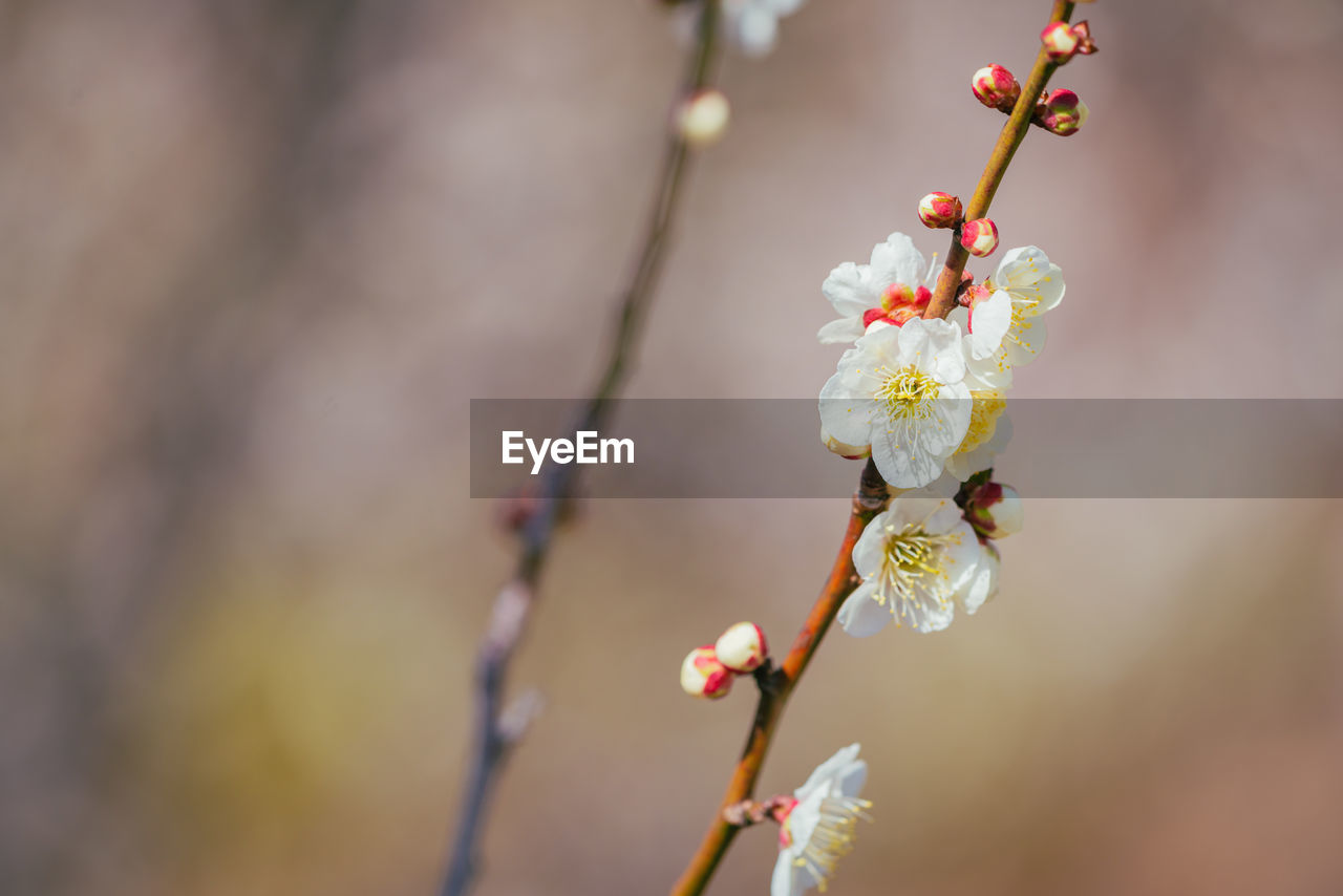 plant, flower, spring, close-up, macro photography, flowering plant, freshness, blossom, nature, beauty in nature, tree, springtime, fragility, growth, branch, focus on foreground, yellow, no people, twig, produce, leaf, outdoors, day, fruit, food and drink, selective focus, food, petal, flower head, plum blossom, plant stem, cherry blossom, inflorescence, white