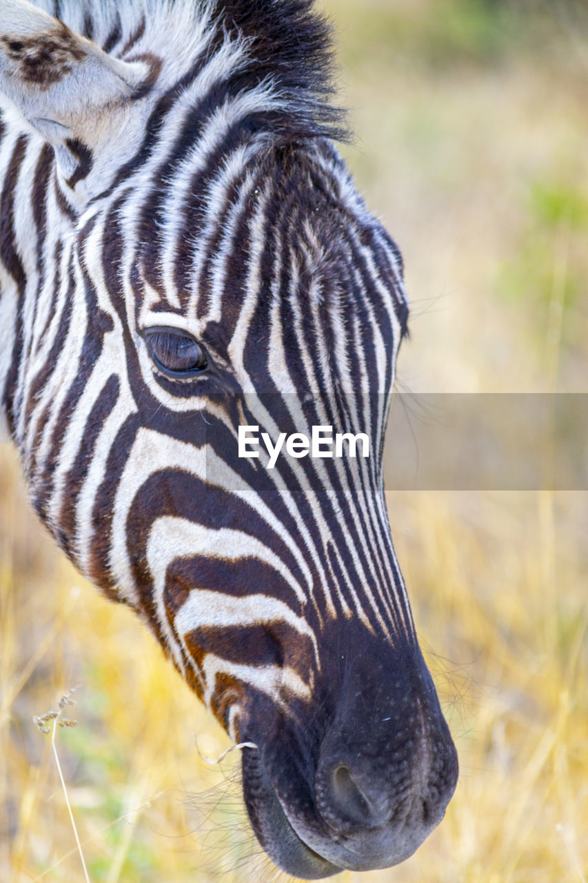 Close-up and portrait of a zebra head, eating grass in the african savannah