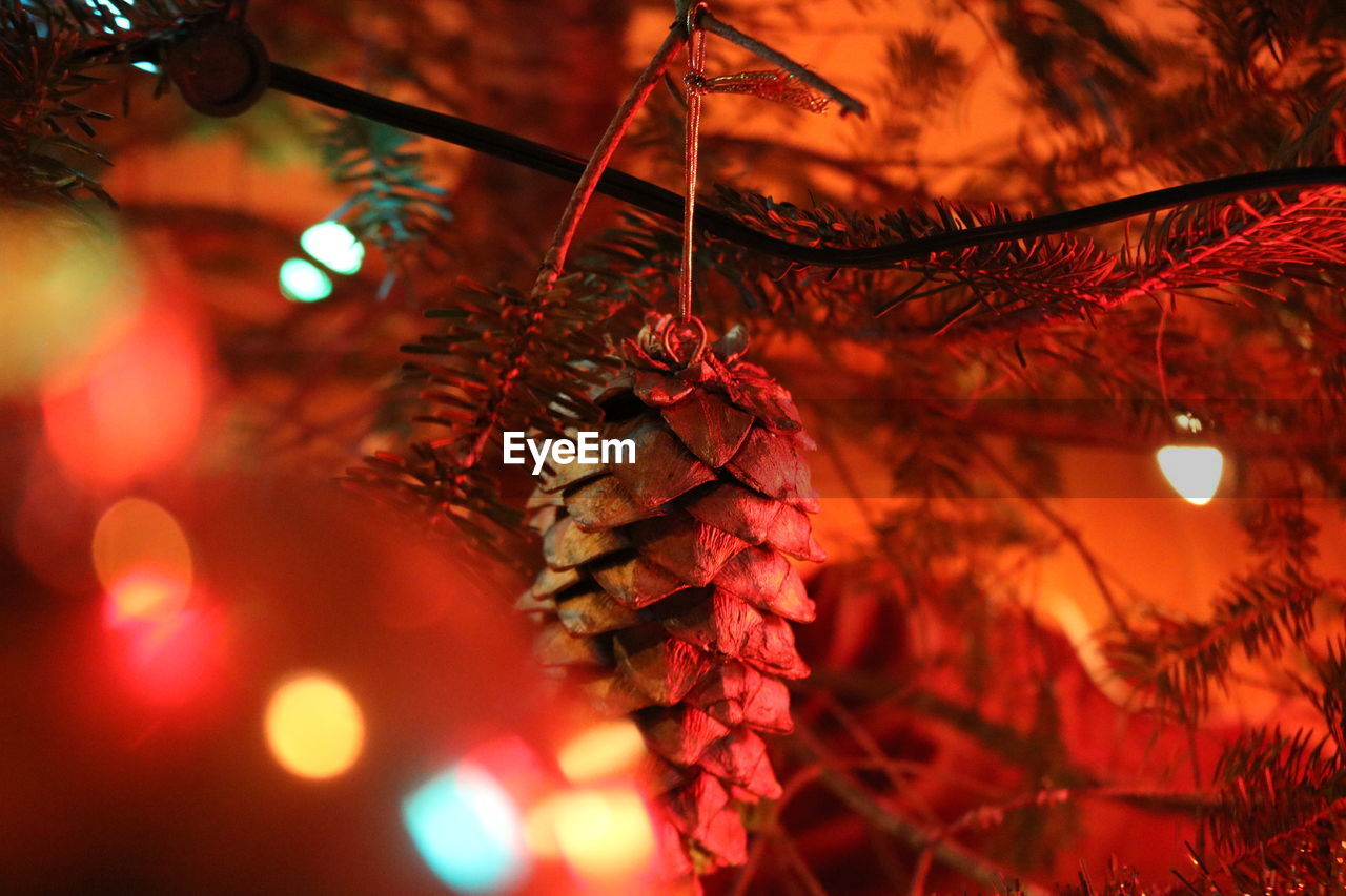 CLOSE-UP OF ILLUMINATED CHRISTMAS TREE AT NIGHT