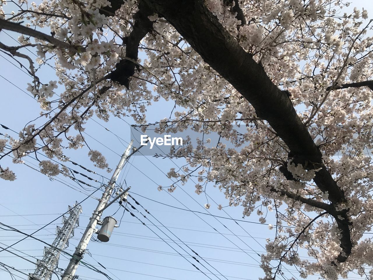 LOW ANGLE VIEW OF TREE BRANCH