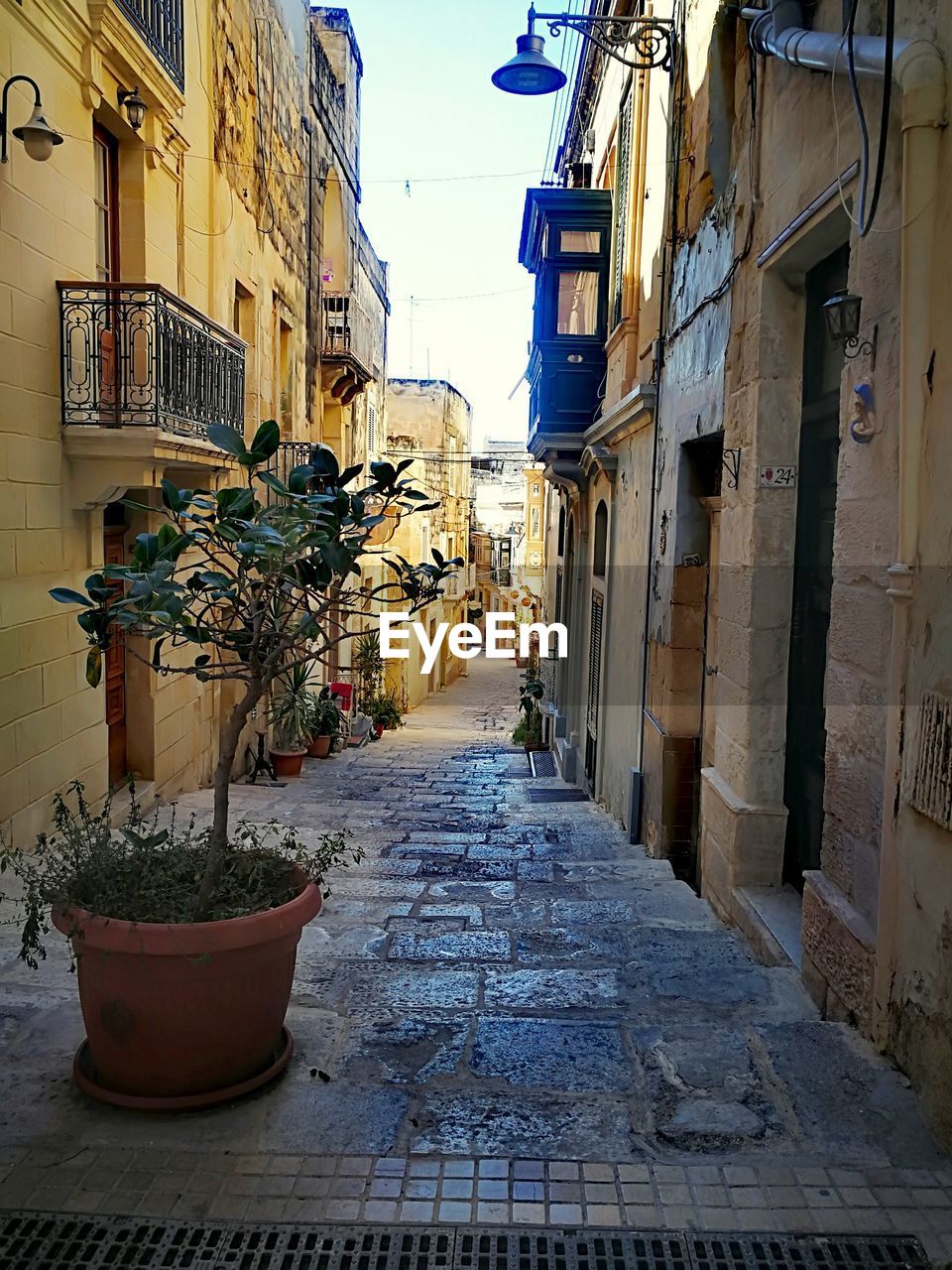 POTTED PLANTS ON BALCONY