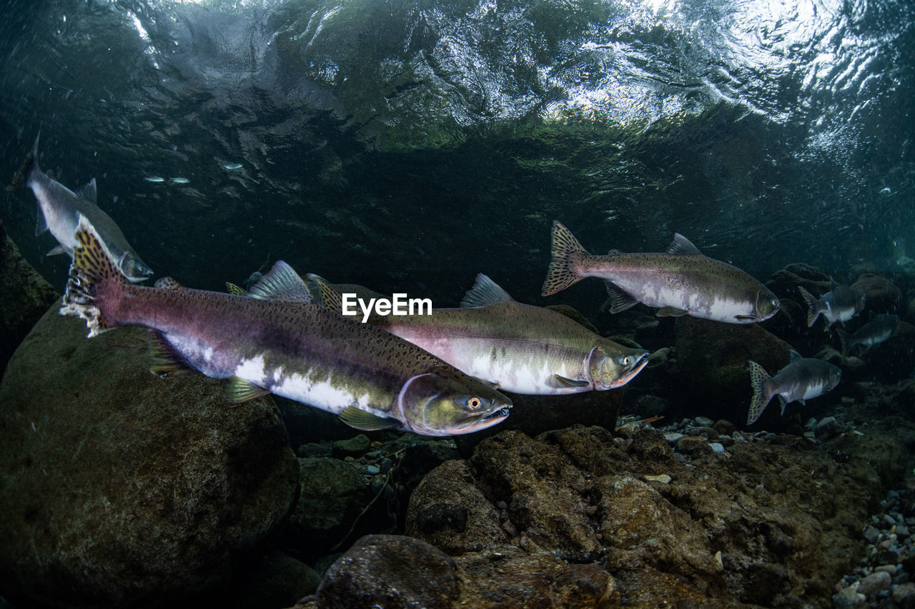 Pink salmon's run in rausu, hokkaido , japan