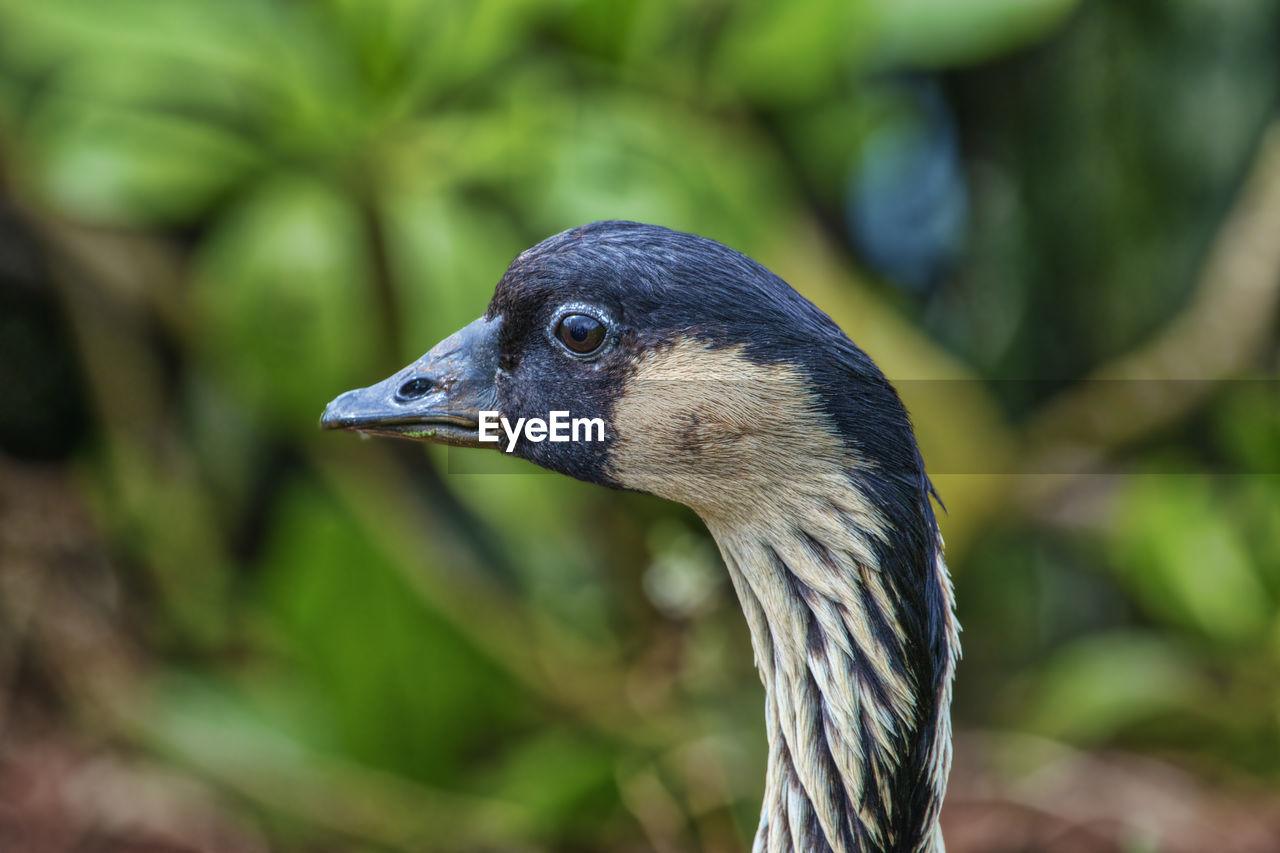 CLOSE-UP OF A DUCK