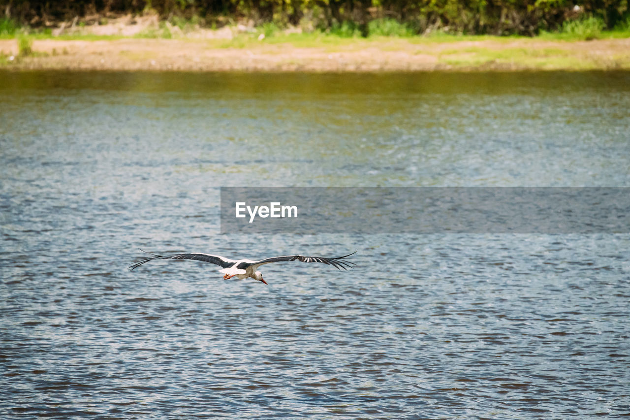 seagull flying over lake