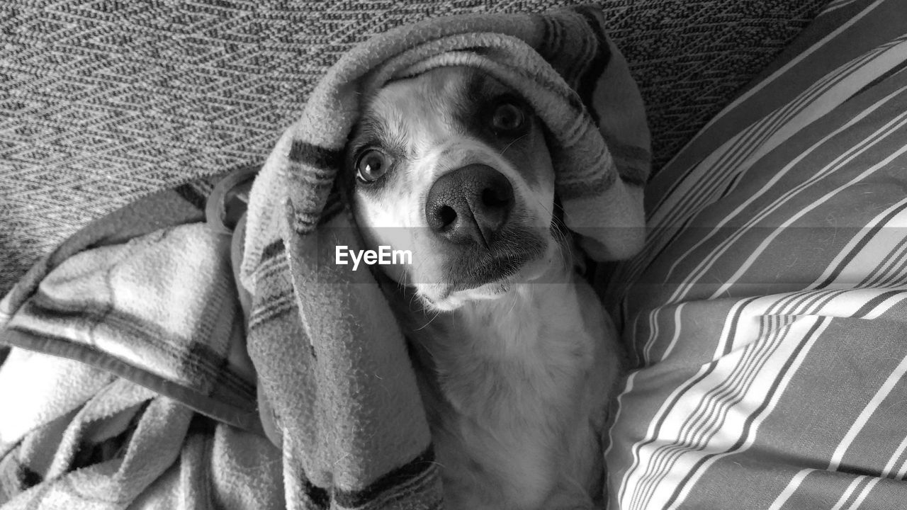 CLOSE-UP PORTRAIT OF DOG WITH MOUTH OPEN