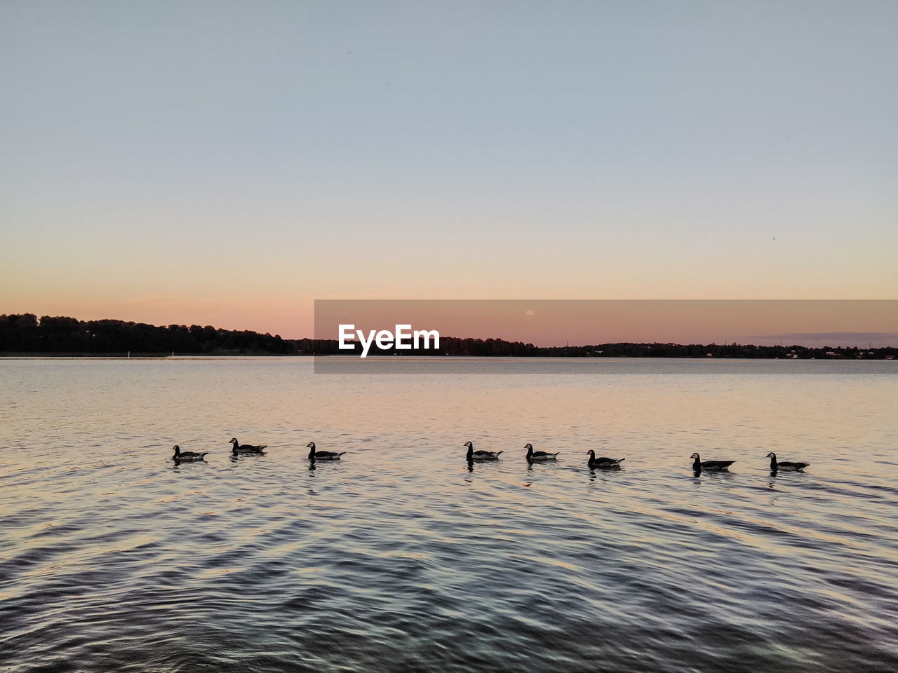 Ducks swimming in lake against clear sky during sunset