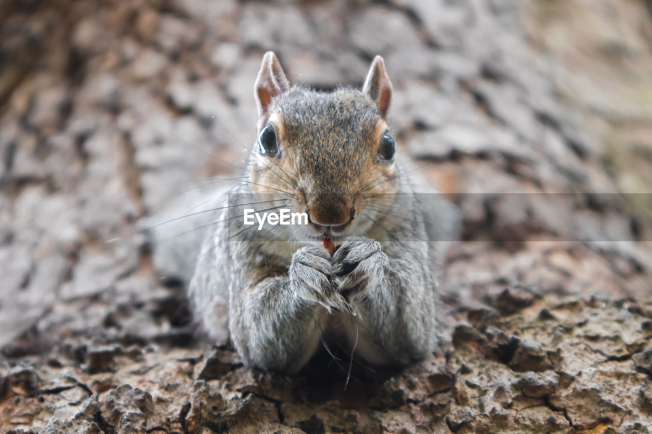 CLOSE-UP PORTRAIT OF SQUIRREL EATING