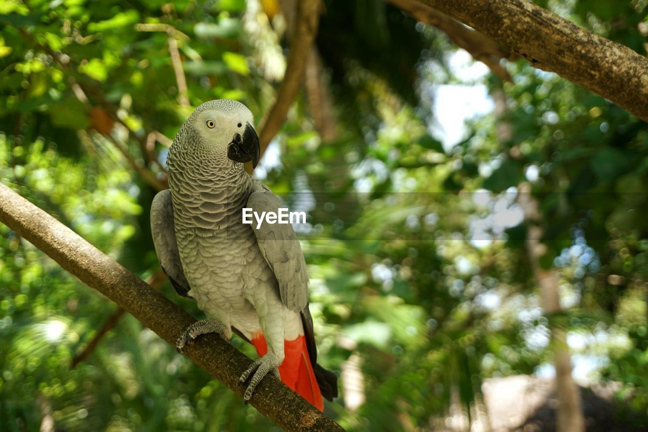 CLOSE-UP OF PARROT PERCHING ON TREE