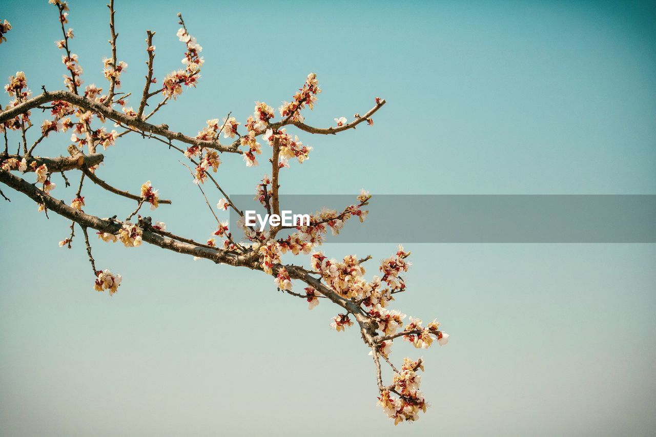 Low angle view of cherry blossom against clear sky