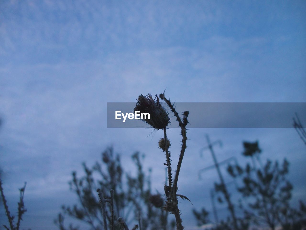 CLOSE-UP OF THISTLE FLOWERS AGAINST SKY