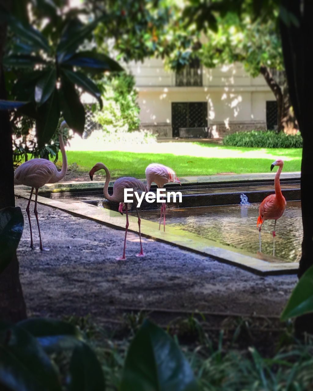 BIRDS PERCHING ON GRASS BY WATER