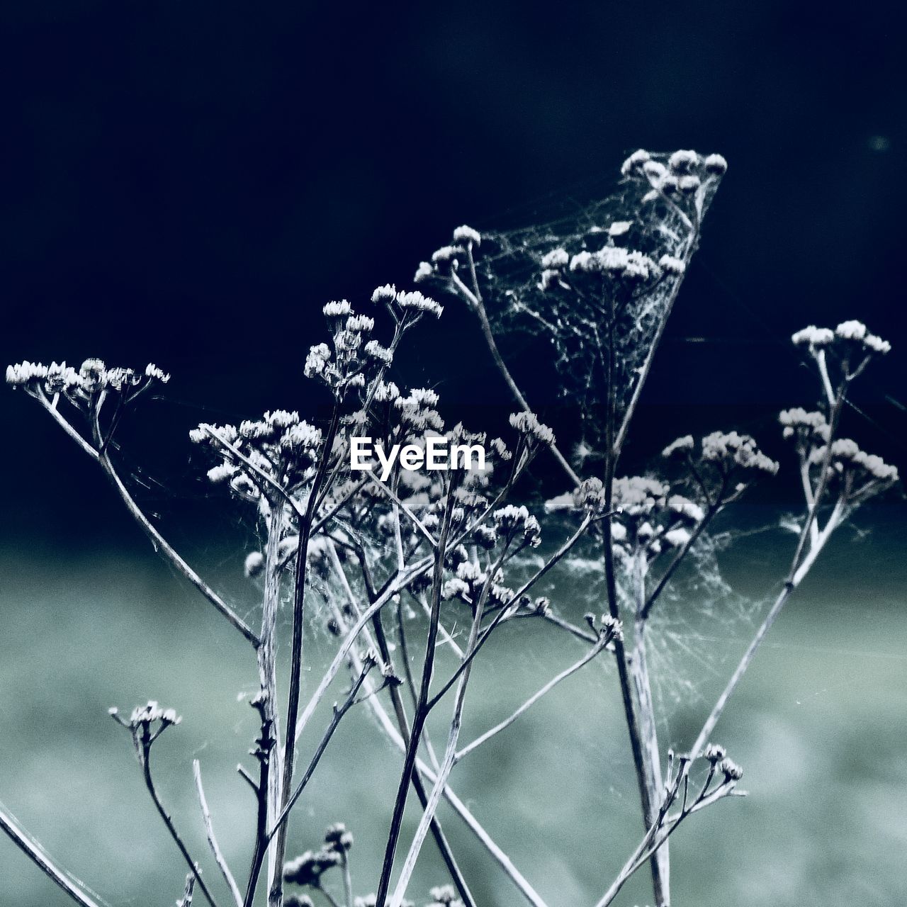 CLOSE-UP OF FROST ON PLANT