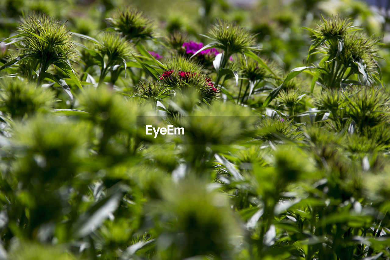 Close-up of flowering plant