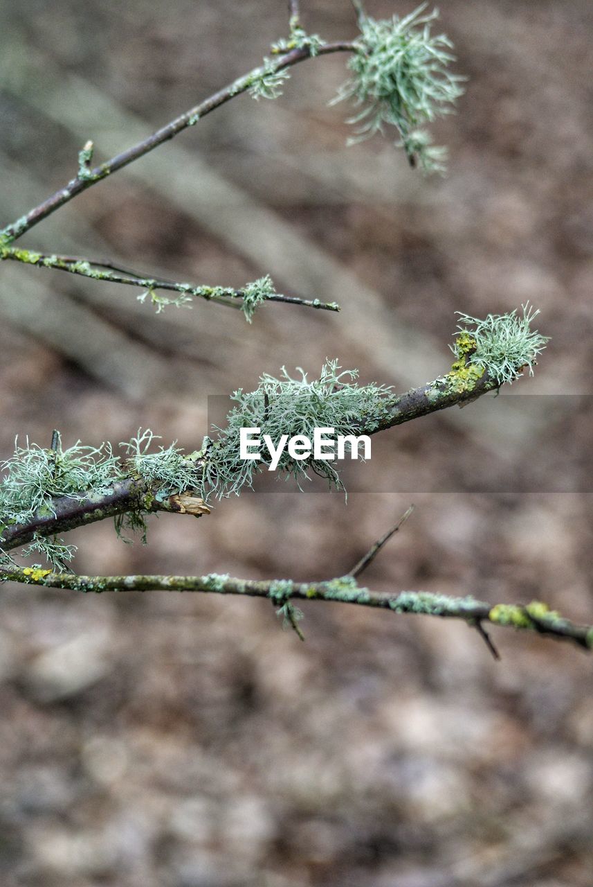 CLOSE-UP OF PLANTS