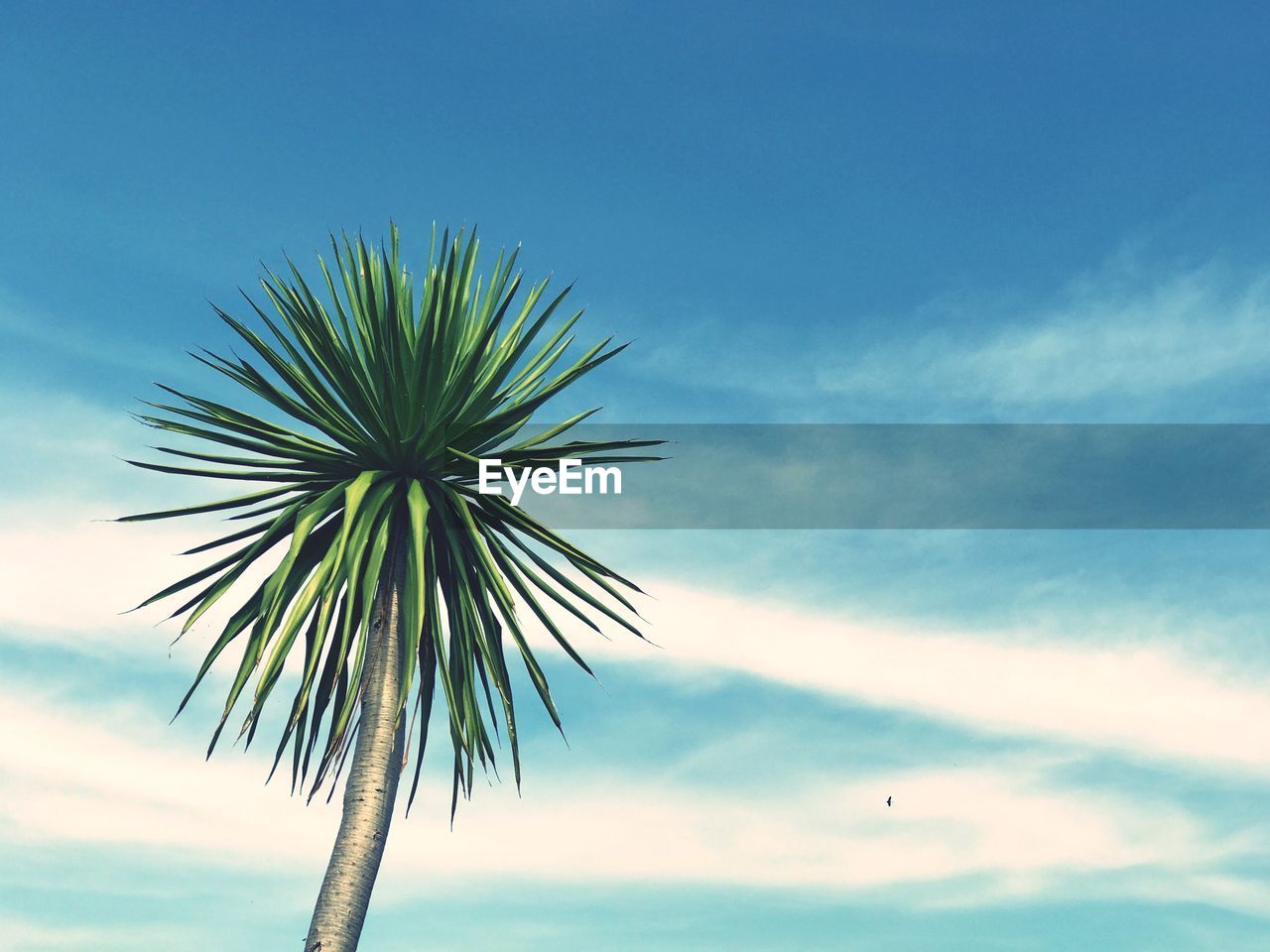 Low angle view of palm tree against blue sky