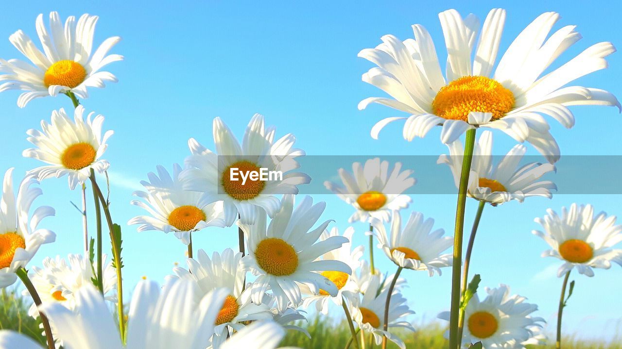 Close-up of daisy flowers against clear sky