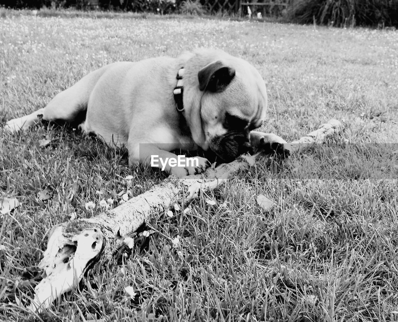 CLOSE-UP OF DOG LYING DOWN