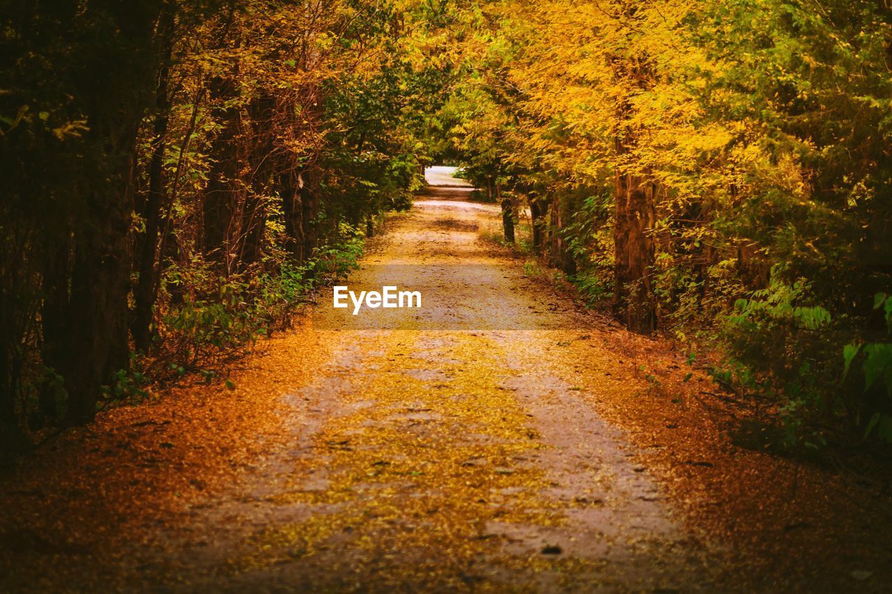 Dirt road amidst trees during autumn