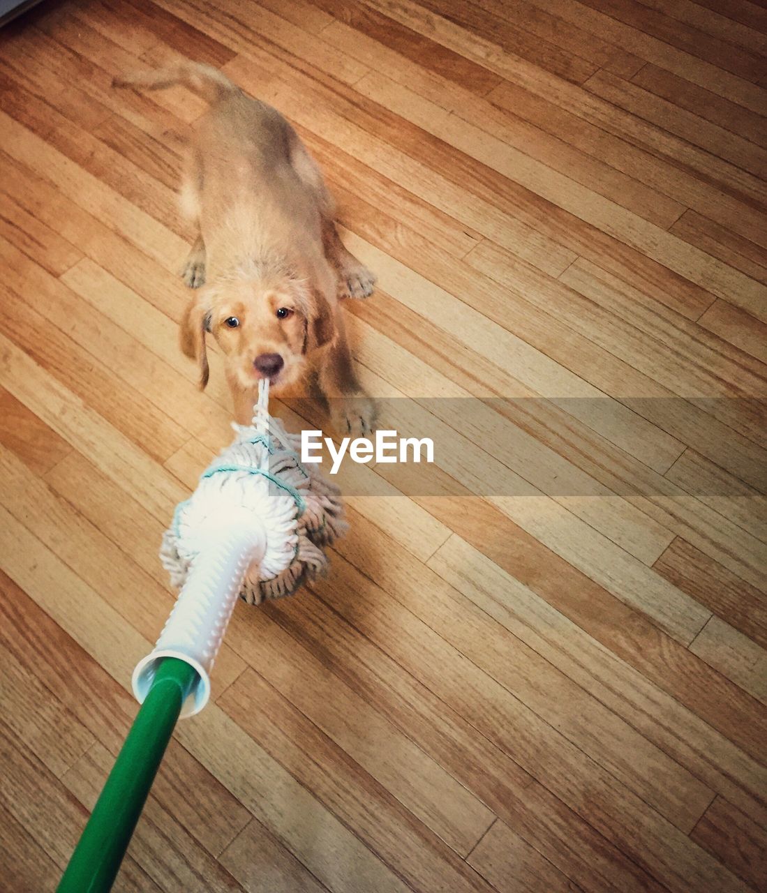 CLOSE-UP OF PUPPY ON HARDWOOD FLOOR