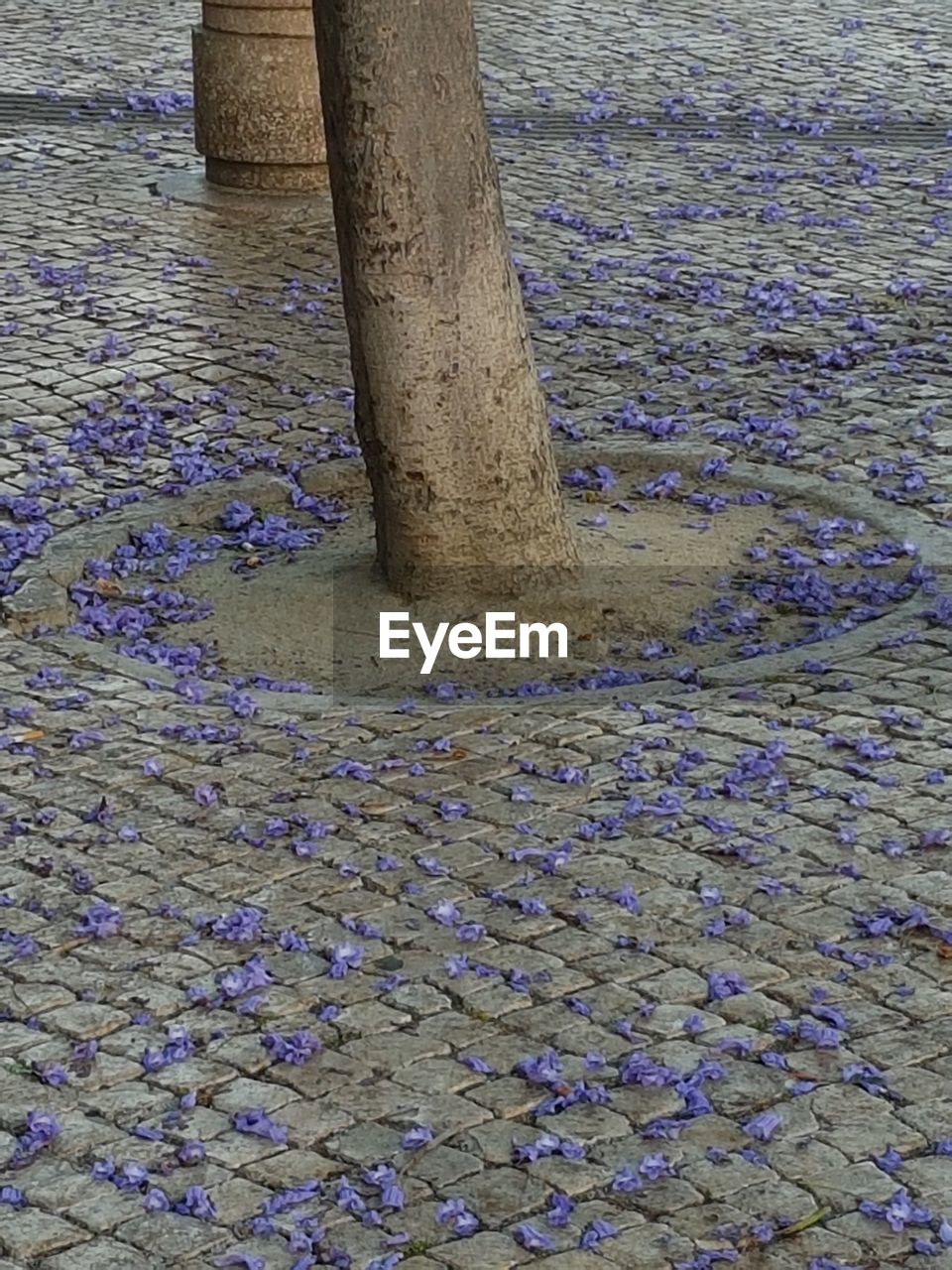 TREE GROWING IN WATER