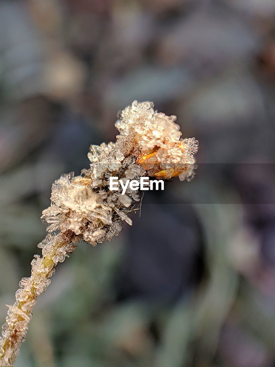 CLOSE-UP OF FROST ON PLANT