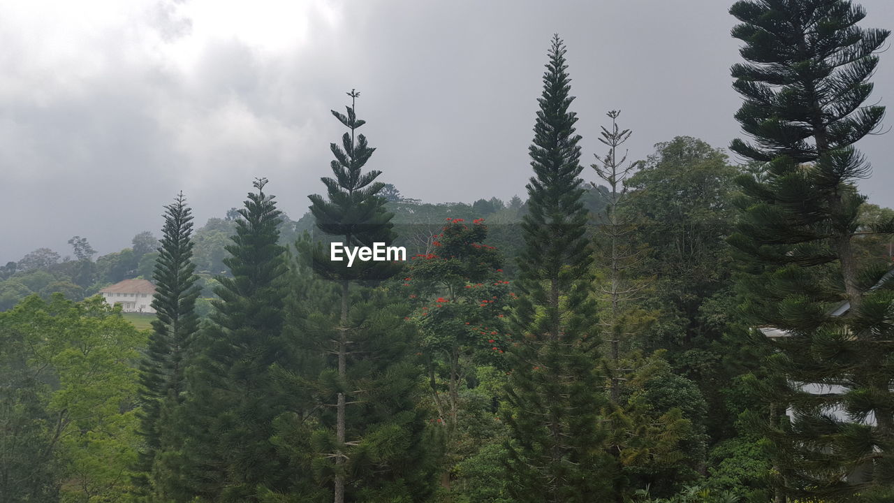 PINE TREES IN FOREST