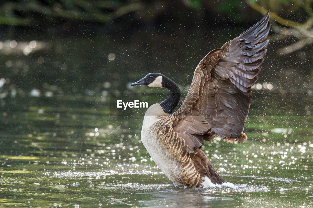 Canada goose with spread wings in lake