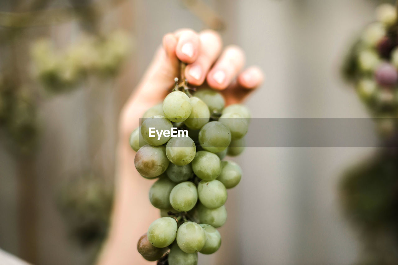 Close-up of woman holding grapes