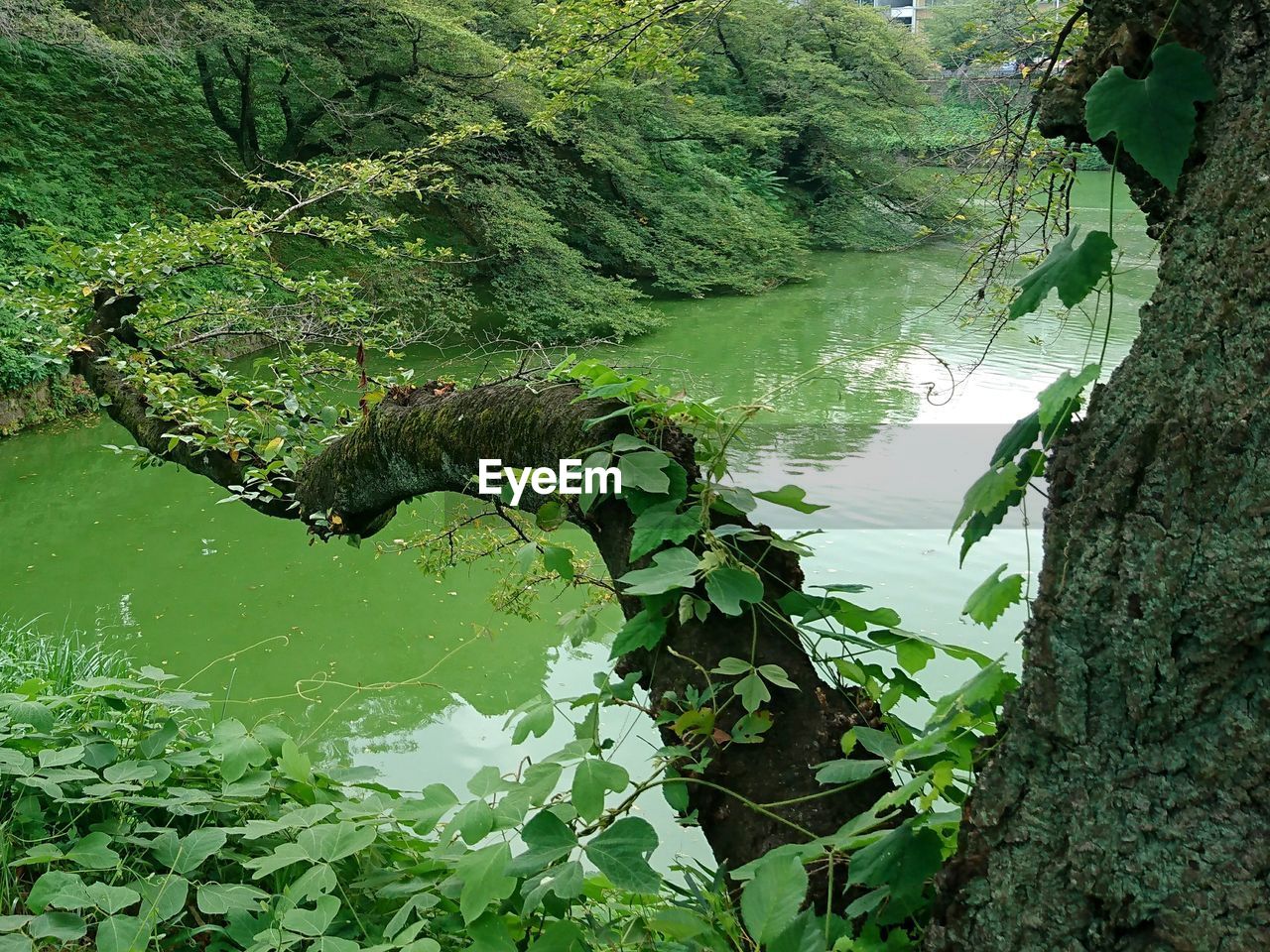 SCENIC VIEW OF LAKE BY TREE