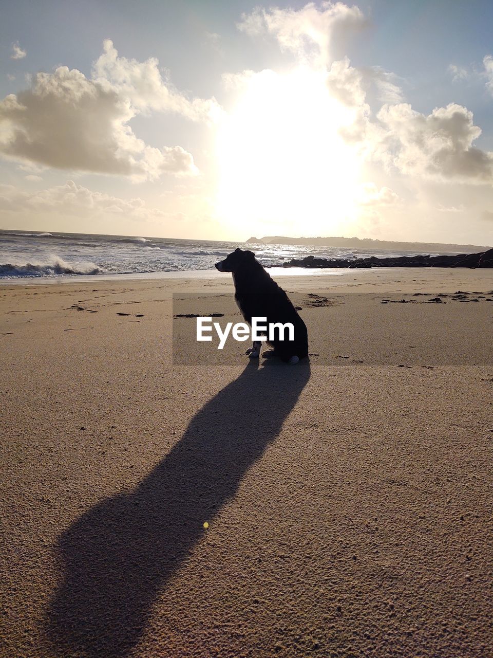 DOG ON THE BEACH