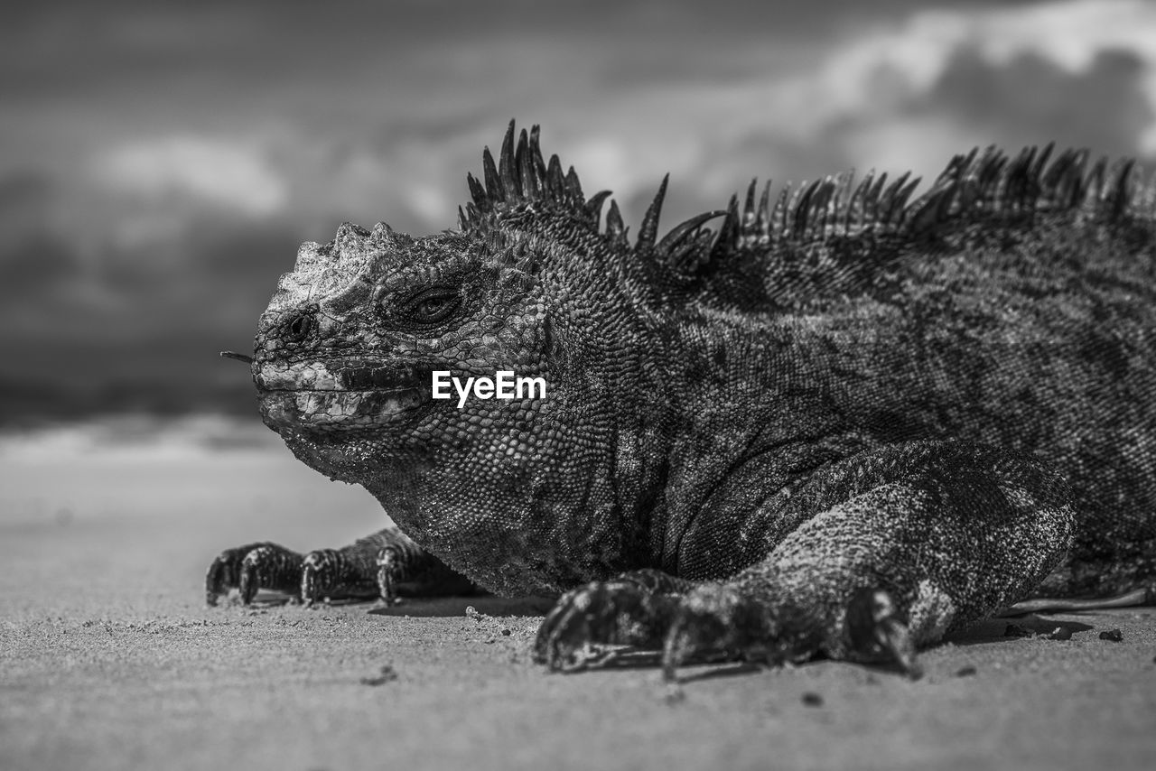 Close-up of marine iguana on field