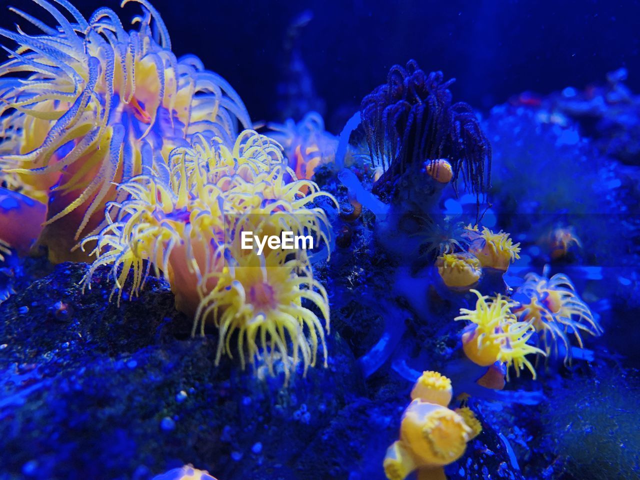 View of jellyfish swimming in sea