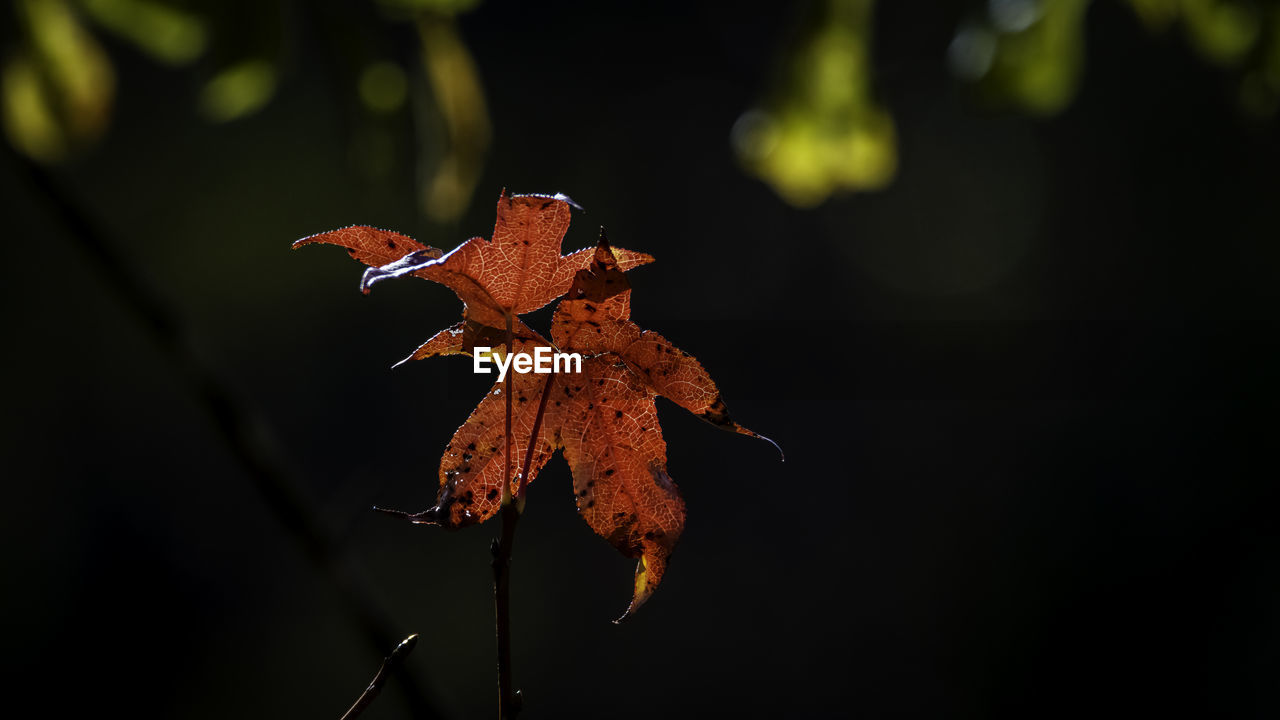 Close-up of dry maple leaves on tree