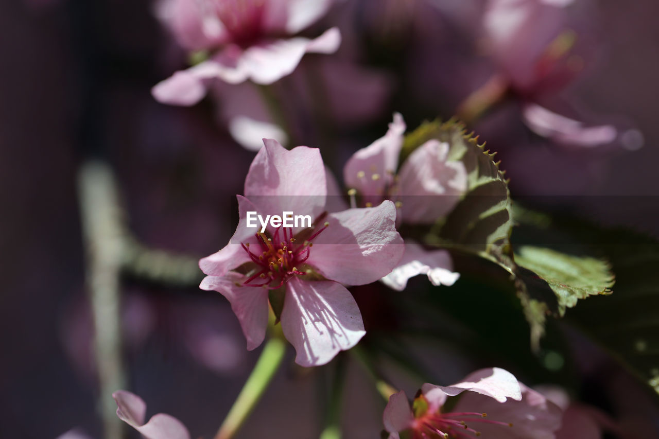 flower, plant, flowering plant, freshness, beauty in nature, fragility, pink, blossom, close-up, petal, nature, flower head, springtime, growth, macro photography, inflorescence, tree, botany, spring, no people, pollen, focus on foreground, outdoors, branch, selective focus, stamen, produce, food and drink, plant part, food, day, cherry blossom, leaf