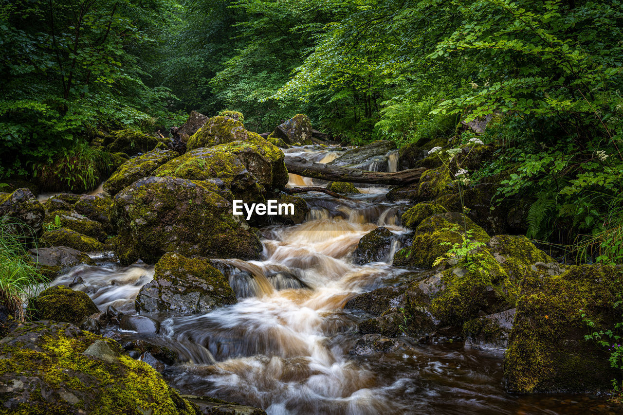 The waterfall walk in campsie glen on a wet day when kirk burn had a higher than usual water level