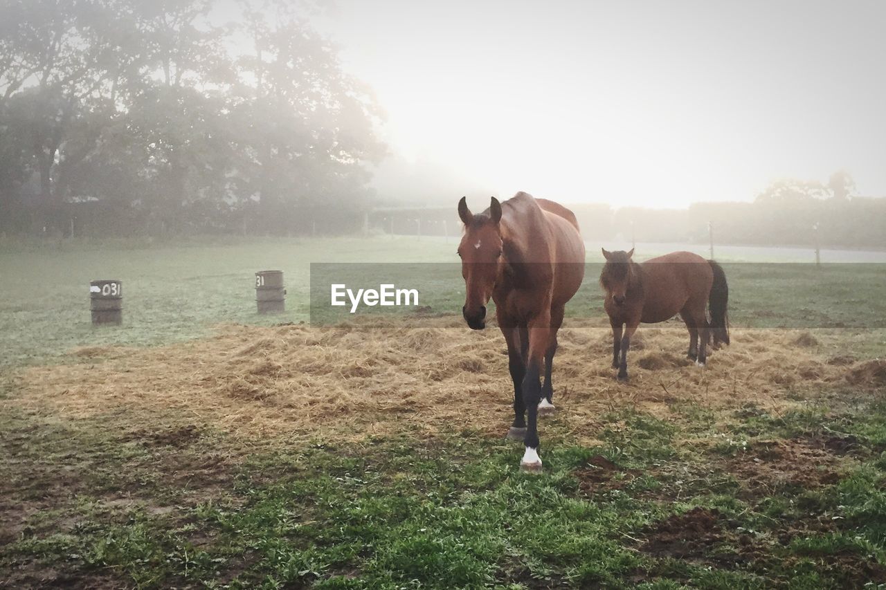 Horses standing on landscape