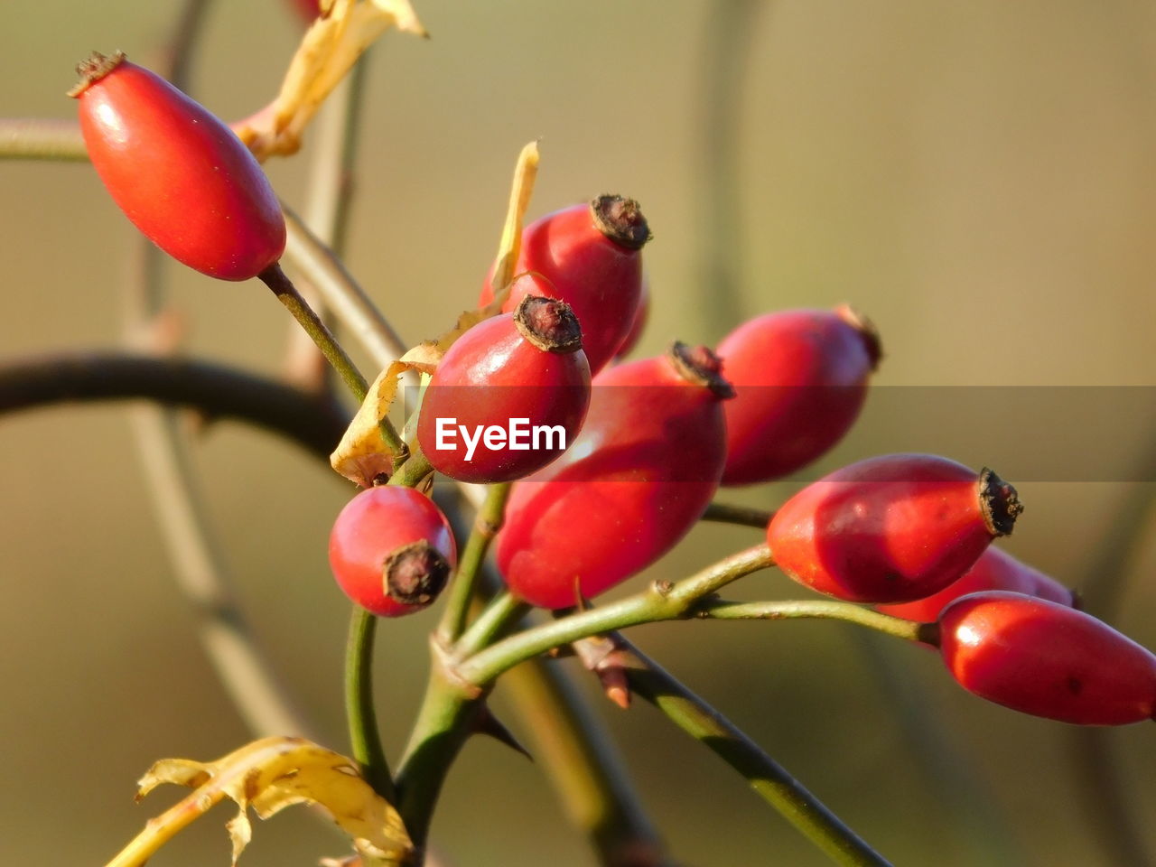 CLOSE-UP OF CHERRIES ON PLANT