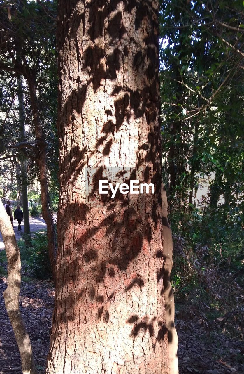 CLOSE-UP OF TREE TRUNK AMIDST PLANTS IN FOREST