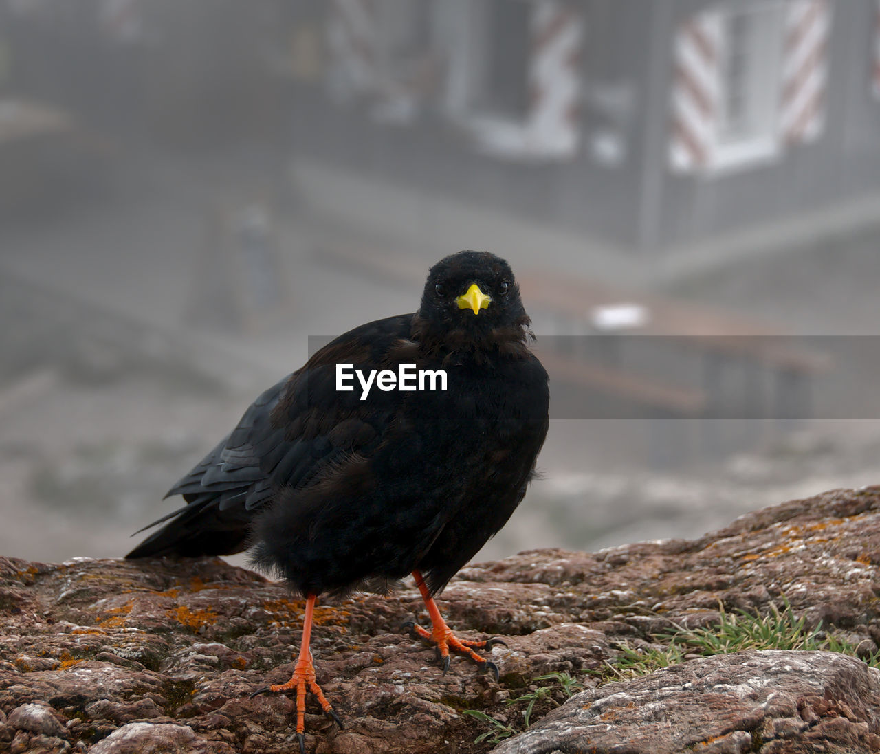 CLOSE-UP OF A BIRD