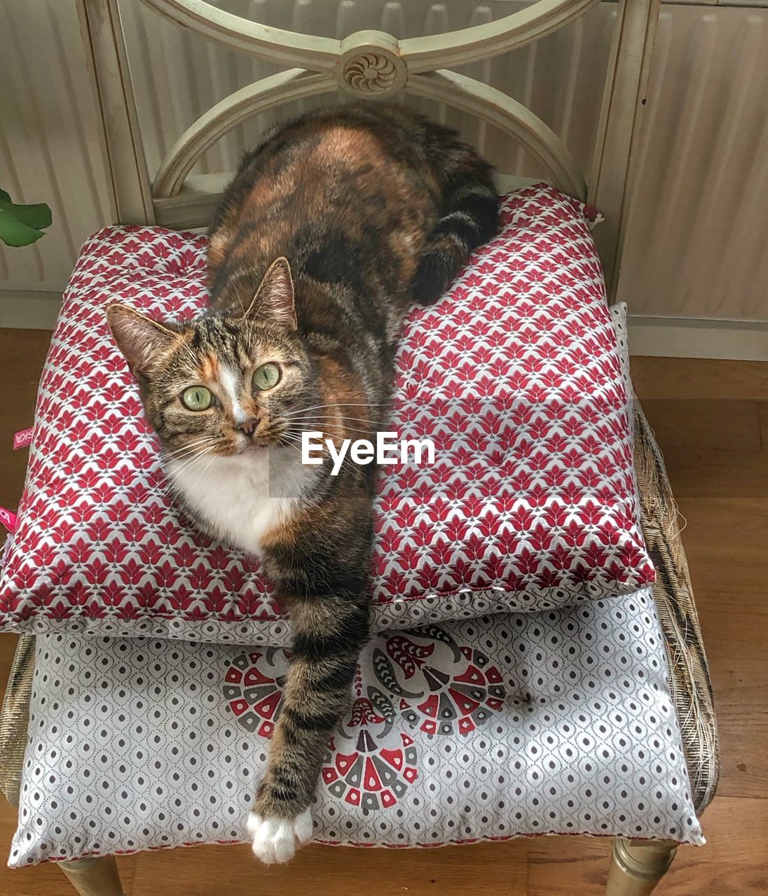 HIGH ANGLE VIEW PORTRAIT OF CAT RELAXING ON SOFA