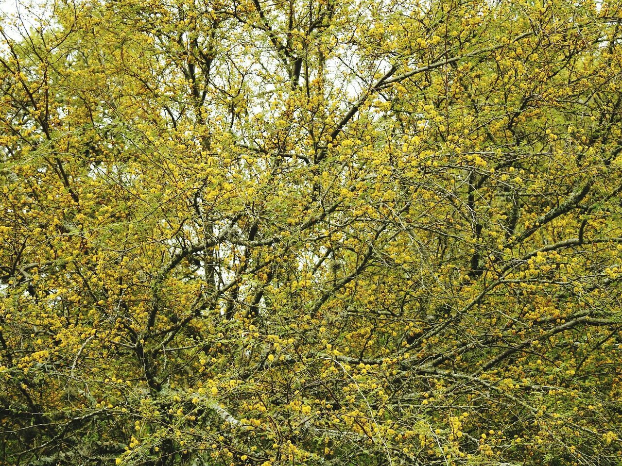 Trees growing in a park