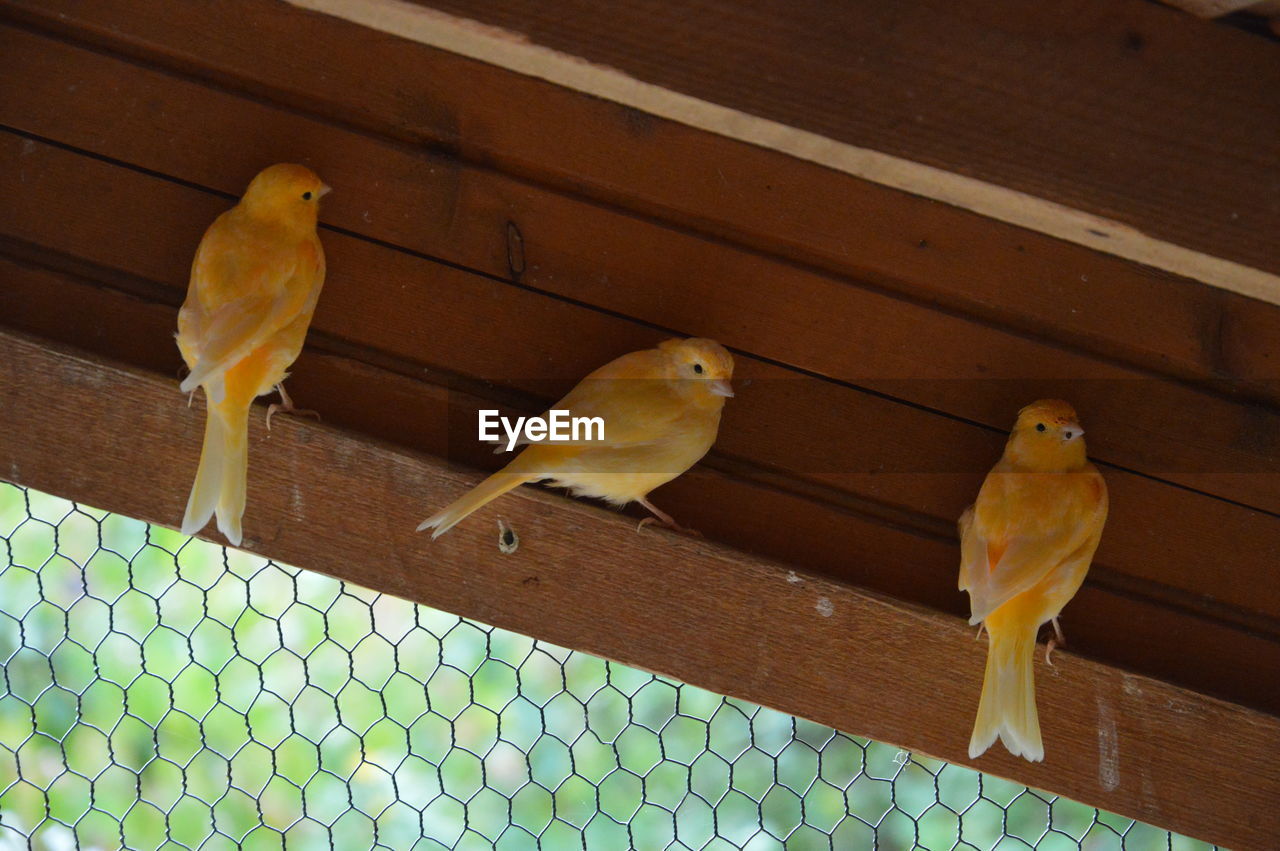 BIRD PERCHING ON WOOD